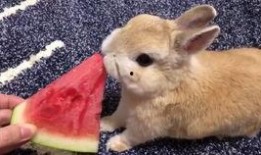 吃瓜的兔子怎么画,趣味插画背后的故事