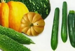 该吃哪个瓜,根据该吃哪个瓜，轻松解锁夏日美食之旅