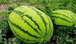 齐齐哈尔微信吃瓜,揭秘网络热传事件背后的真相