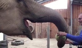 吃瓜大象吃瓜,吃瓜大象的瓜界传奇