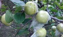 盛开吃瓜,探寻盛开吃瓜的夏日风情