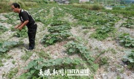 娄村吃瓜,一场味蕾与乡愁的邂逅