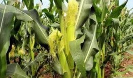 单县吃瓜墙,揭秘当地独特民俗风情