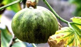 新年就有大瓜吃,揭秘年度娱乐圈大瓜盘点