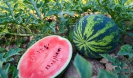 齐齐哈尔微信吃瓜,揭秘网络热传事件背后的真相