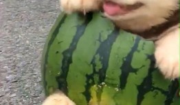 狗头小软妹吃瓜