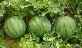 砍头瓜怎么吃,解锁美味新体验