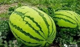 微信发吃瓜吃瓜,吃瓜群众的热议焦点