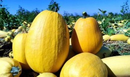 葫芦瓜怎么吃籽,葫芦瓜籽的多样食用方法探索