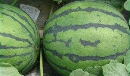 吃瓜也遗传吗,揭秘“吃瓜”习惯的遗传奥秘