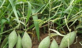 孩子吃羊角瓜好吗怎么吃