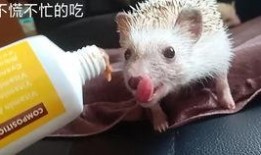 小迷糊吃瓜,揭秘娱乐圈那些不为人知的幕后故事