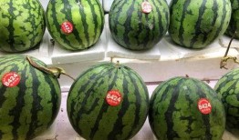 吃瓜横版照片,趣味横生的日常瞬间