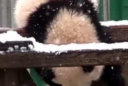 吃瓜小熊杭州,一场味蕾与文化的盛宴