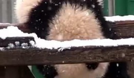 吃瓜小熊杭州,一场味蕾与文化的盛宴