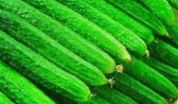 宣威火瓜怎么吃,独特风味，多样食法，解锁美味新体验