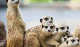 吃瓜狐獴,揭秘神秘动物界的“吃瓜群众”