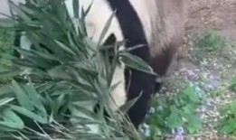 萌兰吃瓜图文,揭秘娱乐圈幕后真相