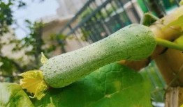 黄不溜秋吃瓜,揭秘瓜界奇闻轶事