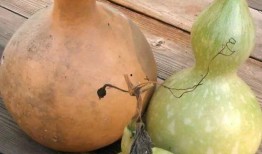 葫芦瓜怎么吃籽,葫芦瓜籽的多样食用方法探索