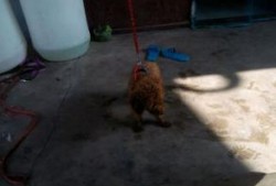 泰迪吃瓜事件,宠物界的“瓜王”诞生记