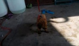 泰迪吃瓜事件,宠物界的“瓜王”诞生记