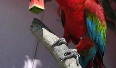 吃瓜姐妹鸟,揭秘鸟类社交圈的秘密生活