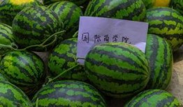 吃瓜随便发,随便事件背后的真相与启示