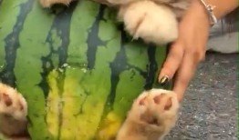 狗头小软妹吃瓜