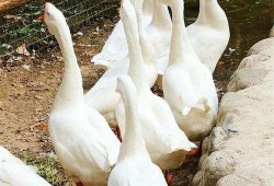 吃瓜鹅专用新浪博客,趣味横生的娱乐圈幕后故事