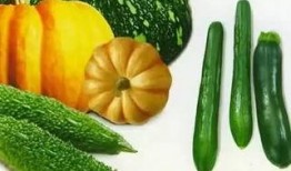 安庆翰林府吃瓜,瓜田里的历史韵味与市井生活