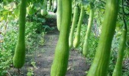 能砍着吃的瓜,能砍着吃的瓜，尽享田园美味