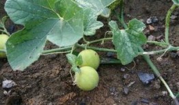 野生马泡瓜怎么吃,野生马泡瓜的多样食法探索