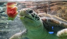 大海吃冰瓜视频,夏日清凉美食大挑战