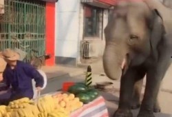 吃瓜大象吃瓜,吃瓜大象的瓜界传奇