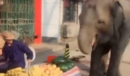 吃瓜大象吃瓜,吃瓜大象的瓜界传奇