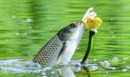 梦见摘瓜捞鱼吃,摘瓜捞鱼，共享丰收喜悦