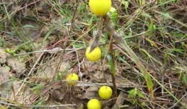 野生马泡瓜怎么吃,野生马泡瓜的多样食法探索