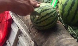 现在比较流行吃的瓜