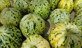 直接吃的瓜,尽享夏日美味时光