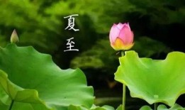 夏至吃茭瓜文案,茭瓜飘香，传统美食传承时光