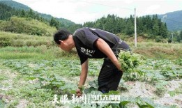 娄村吃瓜,一场味蕾与乡愁的邂逅