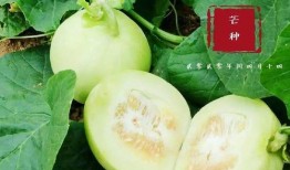 安庆翰林府吃瓜,瓜田里的历史韵味与市井生活