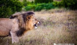 亚成年雄狮吃瓜,瓜果盛宴探秘