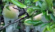 盛开吃瓜,探寻盛开吃瓜的夏日风情