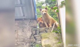 二狗吃瓜群,揭秘网络社交圈的趣味与争议