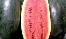 今日宜吃瓜的意思,揭秘娱乐圈最新热点事件