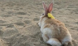 白兔视频吃瓜,揭秘娱乐圈幕后故事