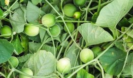 野生马泡瓜怎么吃,野生马泡瓜的多样食法探索