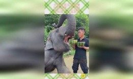 吃瓜大象吃瓜,吃瓜大象的瓜界传奇